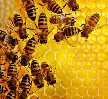 Bienenprodukte gegen Prostataentzündungen